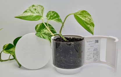 Thrive Planter 4 inch
